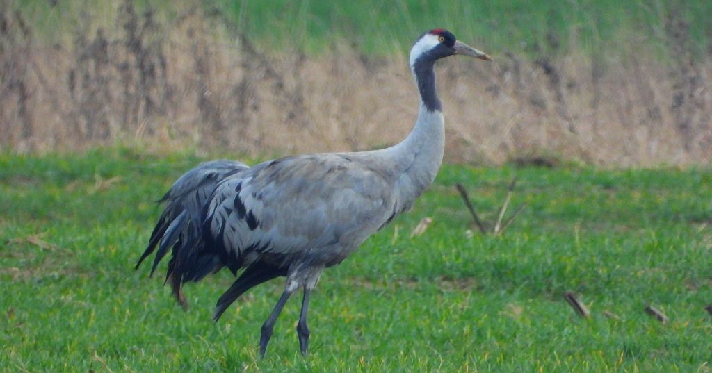 Żuraw zwyczajny, żuraw, żuraw popielaty, żuraw szary (Grus grus)