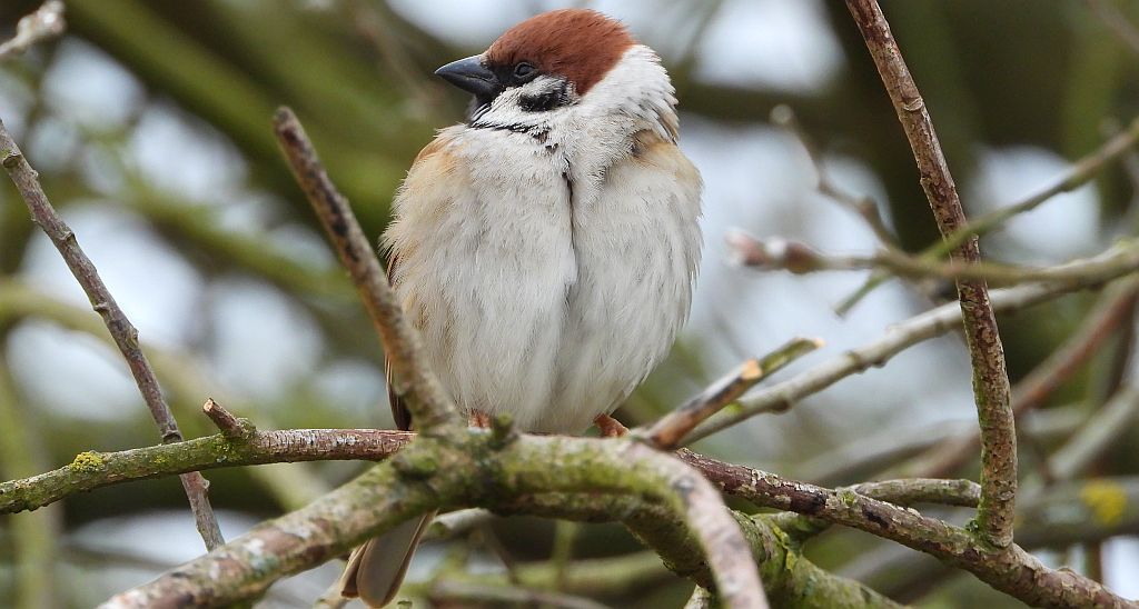 Mazurek (Passer montanus)