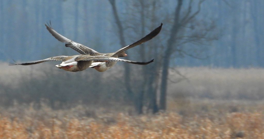 Gęgawa, gęś gęgawa (Anser anser)