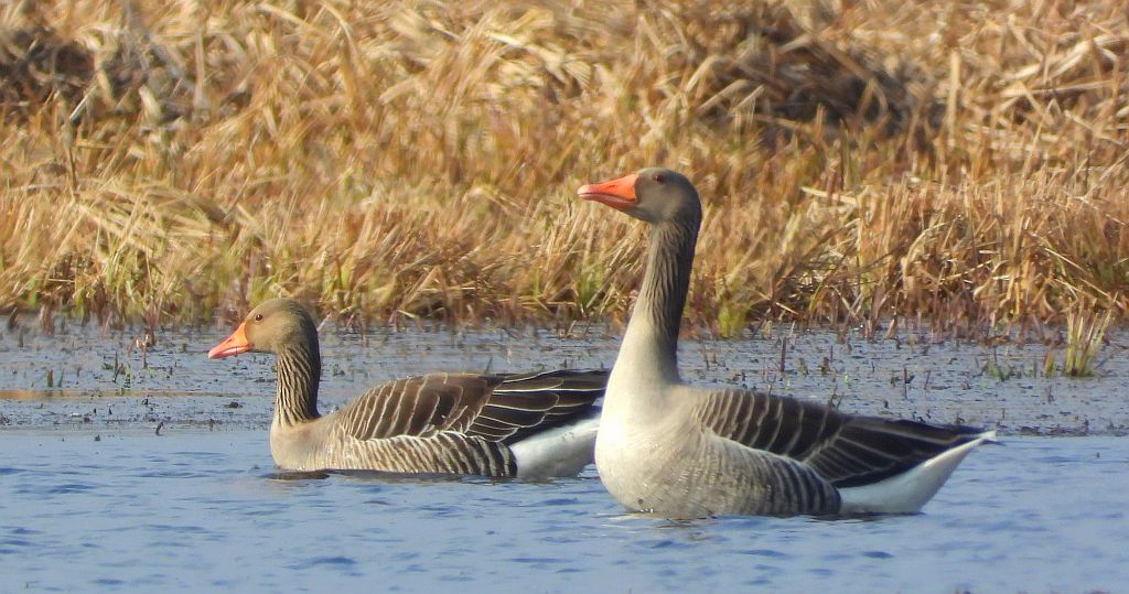 Gęgawa, gęś gęgawa (Anser anser)