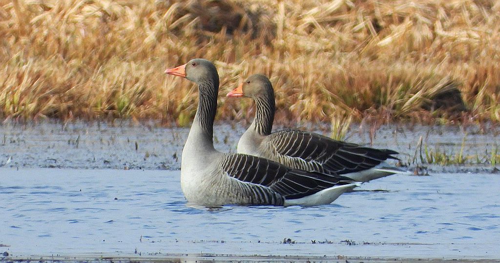 Gęgawa, gęś gęgawa (Anser anser)