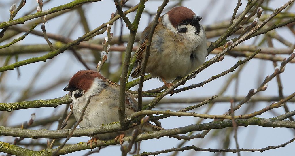 Mazurek (Passer montanus)