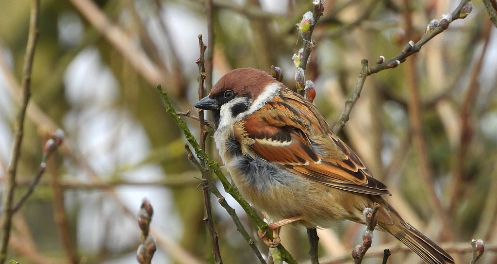 Mazurek (Passer montanus)