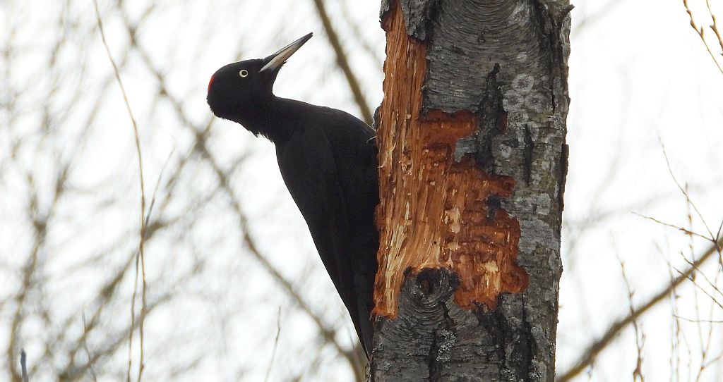 Dzięcioł czarny (Dryocopus martius)