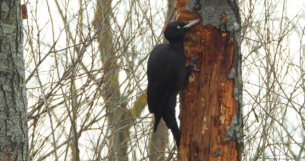 Dzięcioł czarny (Dryocopus martius)
