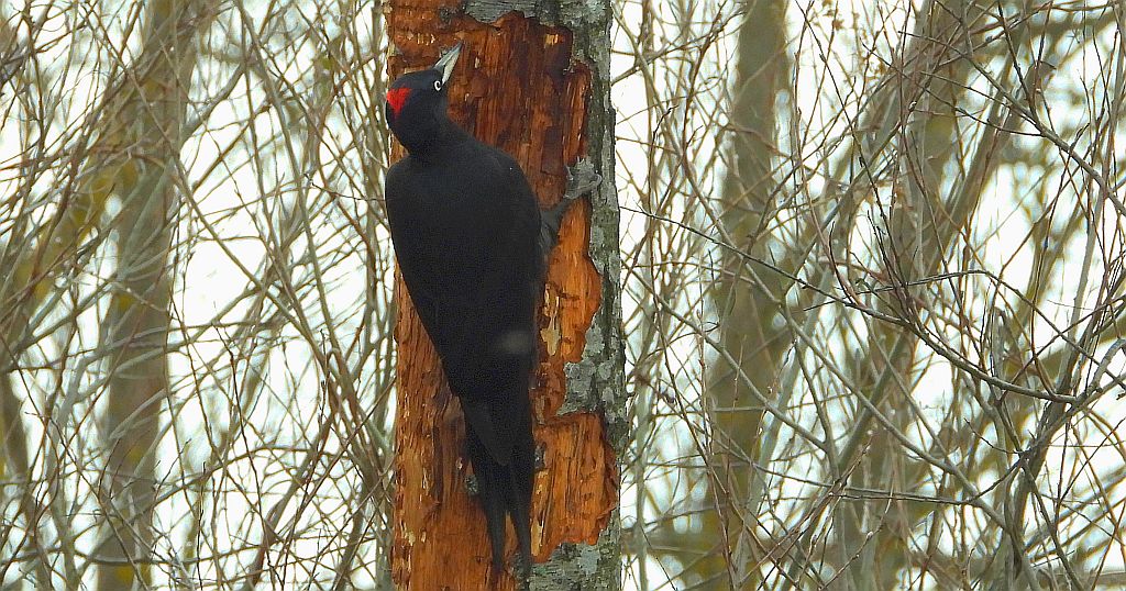 Dzięcioł czarny (Dryocopus martius)