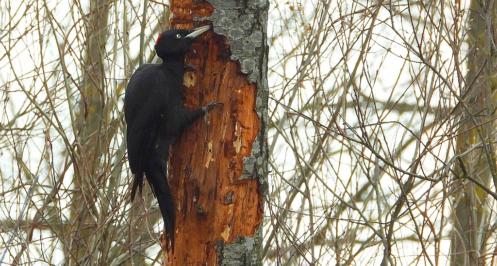 Dzięcioł czarny (Dryocopus martius)