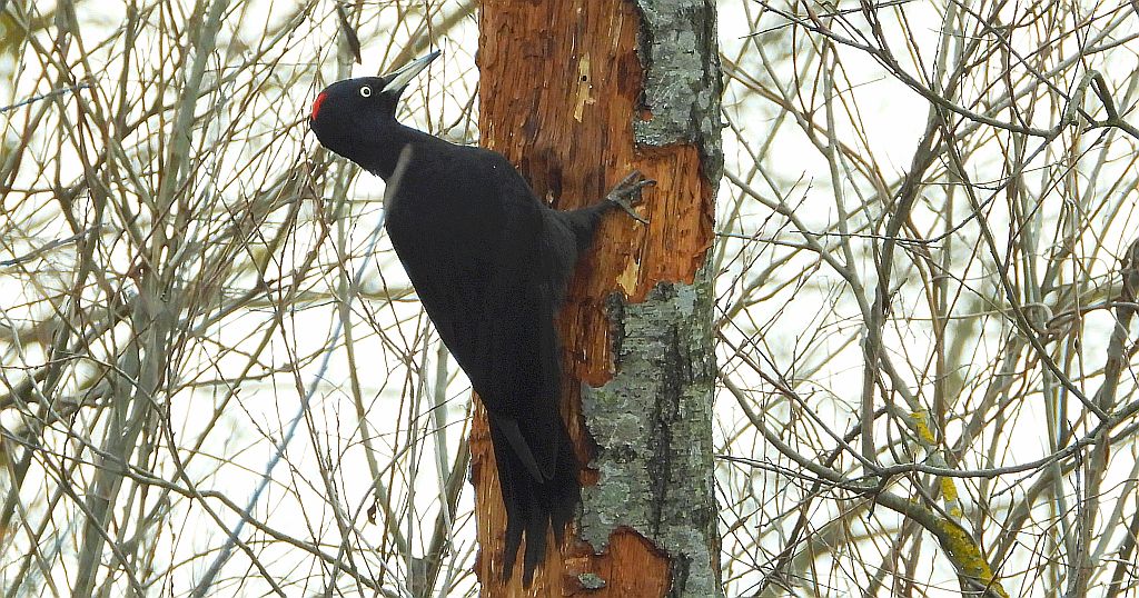Dzięcioł czarny (Dryocopus martius)