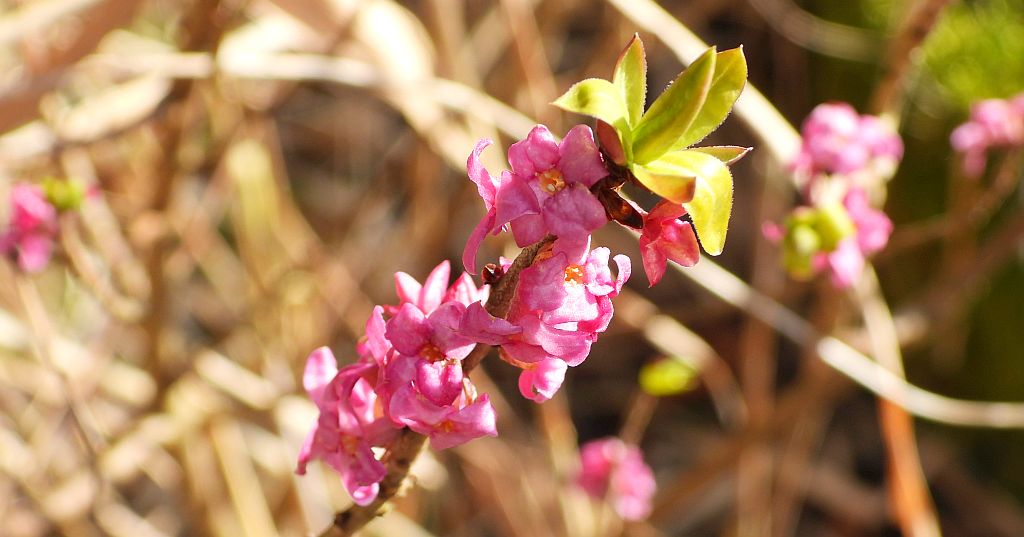 Wawrzynek wilczełyko (Daphne mezereum)