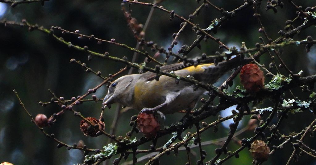 Krzyżodziób świerkowy (Loxia curvirostra)