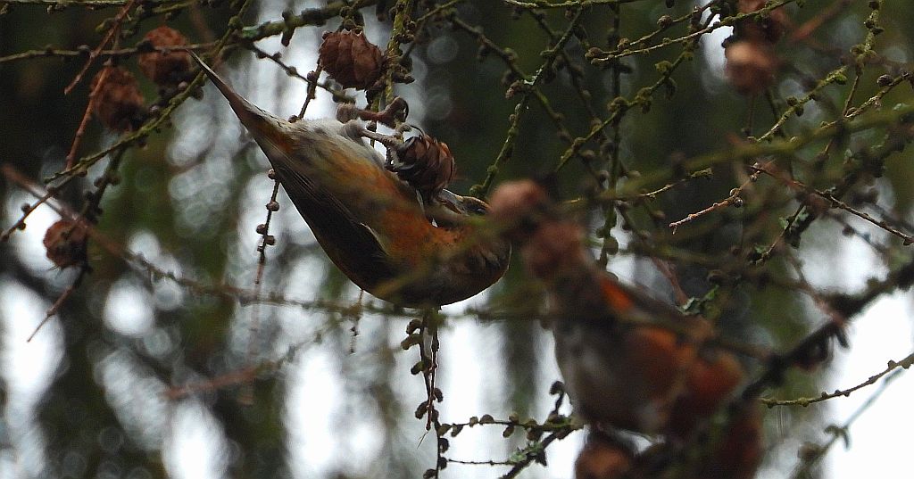 Krzyżodziób świerkowy (Loxia curvirostra)