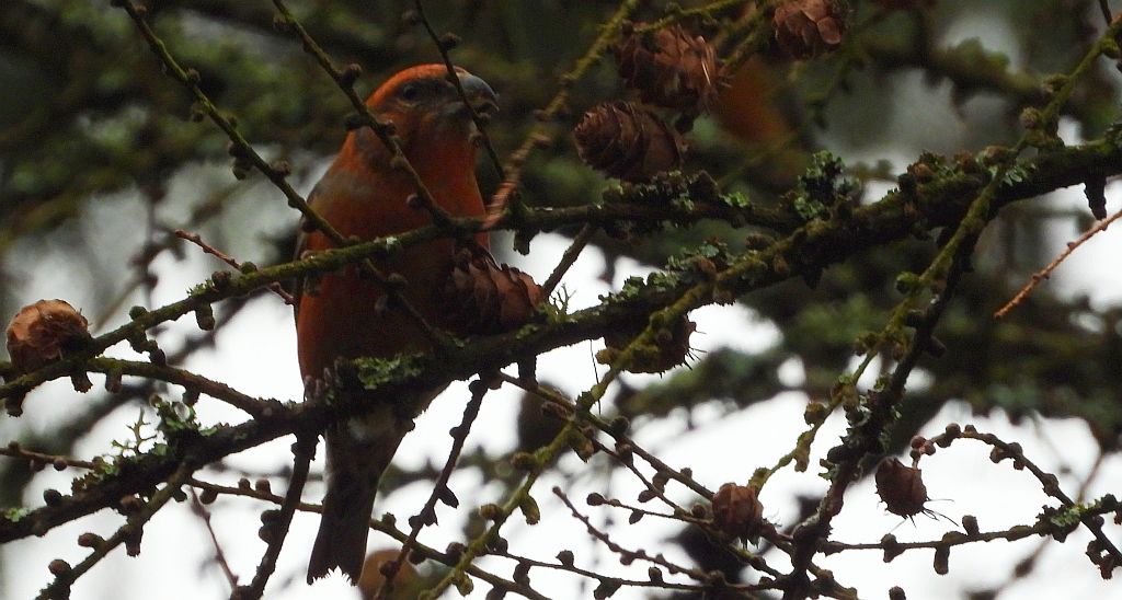 Krzyżodziób świerkowy (Loxia curvirostra)