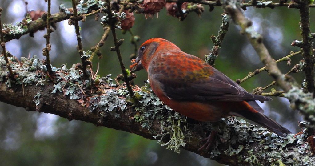 Krzyżodziób świerkowy (Loxia curvirostra)