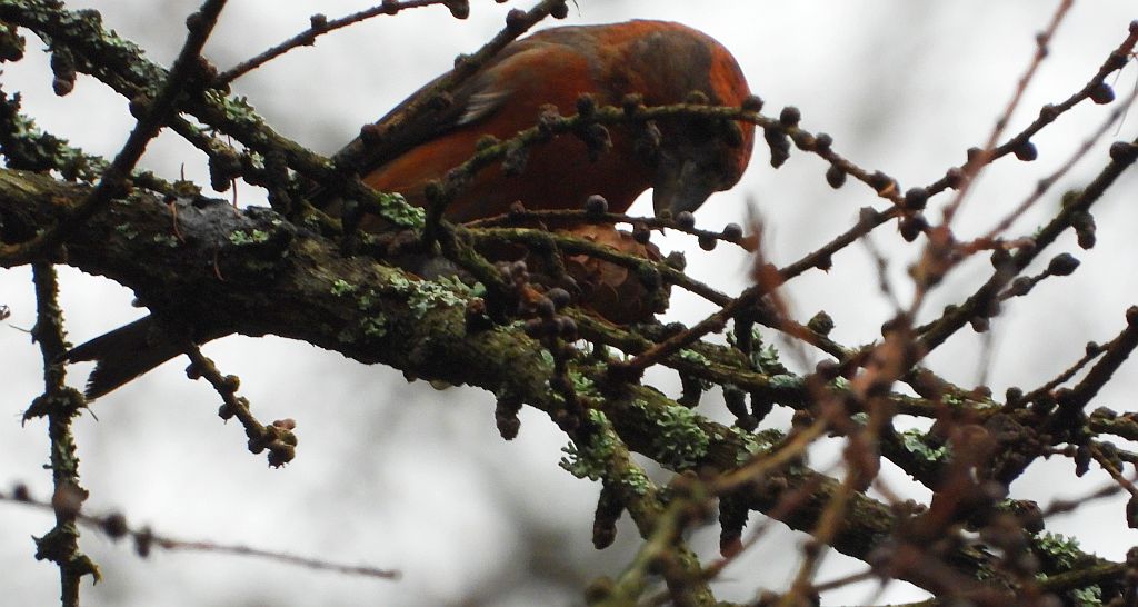 Krzyżodziób świerkowy (Loxia curvirostra)