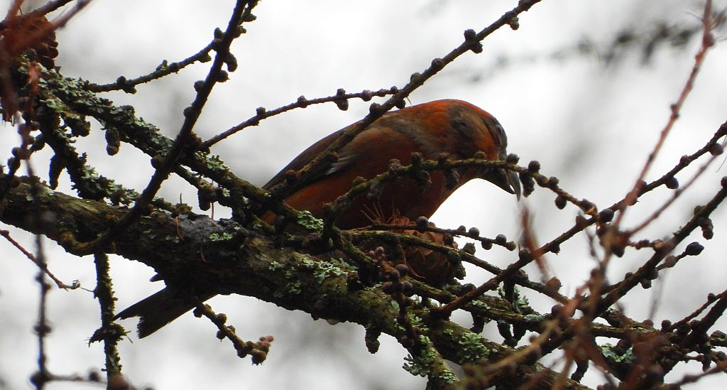 Krzyżodziób świerkowy (Loxia curvirostra)