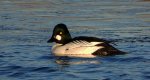Gągoł (Bucephala clangula)