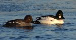 Gągoł (Bucephala clangula)