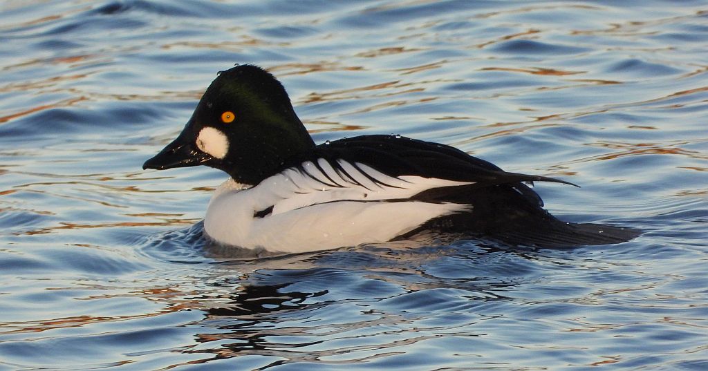 Gągoł (Bucephala clangula)