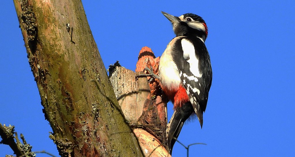 Dzięcioł duży, dzięcioł pstry większy (Dendrocopos major)
