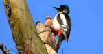 Dzięcioł duży, dzięcioł pstry większy (Dendrocopos major)