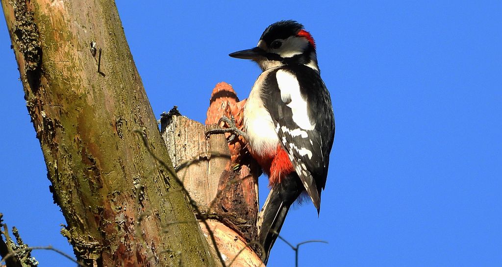 Dzięcioł duży, dzięcioł pstry większy (Dendrocopos major)
