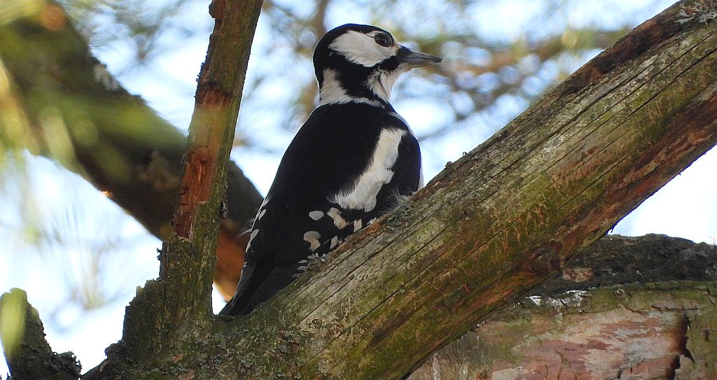 Dzięcioł duży, dzięcioł pstry większy (Dendrocopos major)