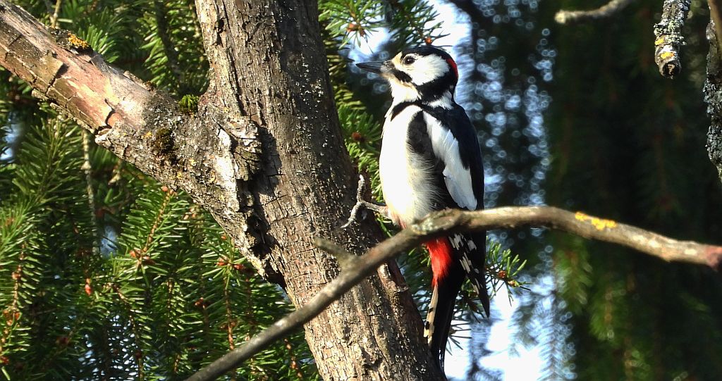 Dzięcioł duży, dzięcioł pstry większy (Dendrocopos major)