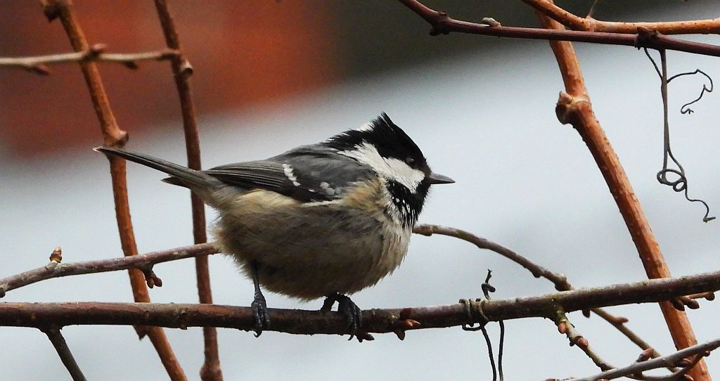Sosnówka, sikora sosnówka (Periparus ater)