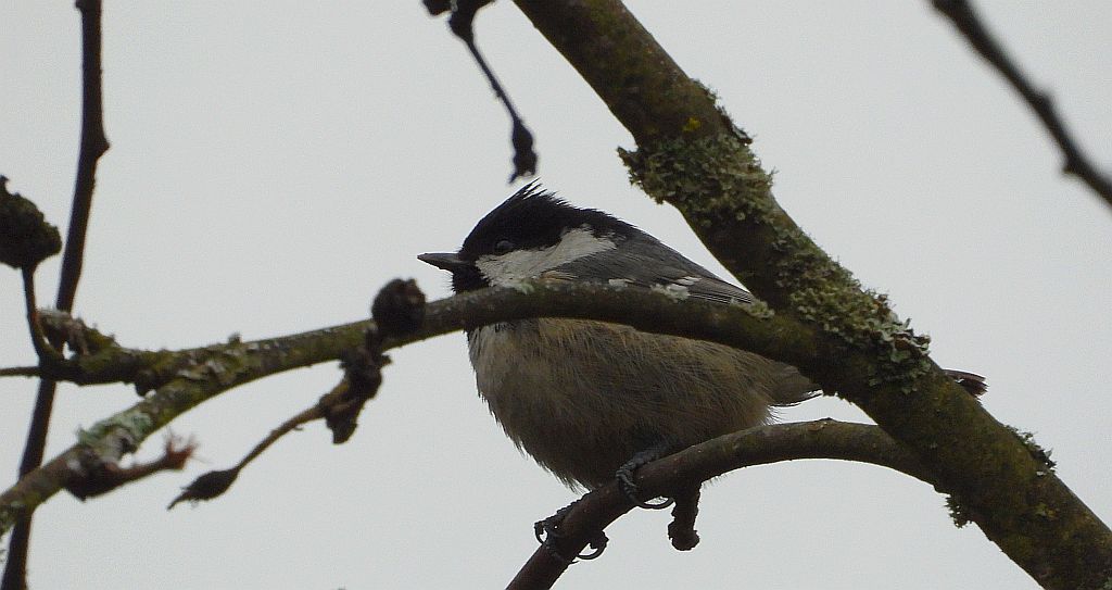 Sosnówka, sikora sosnówka (Periparus ater)