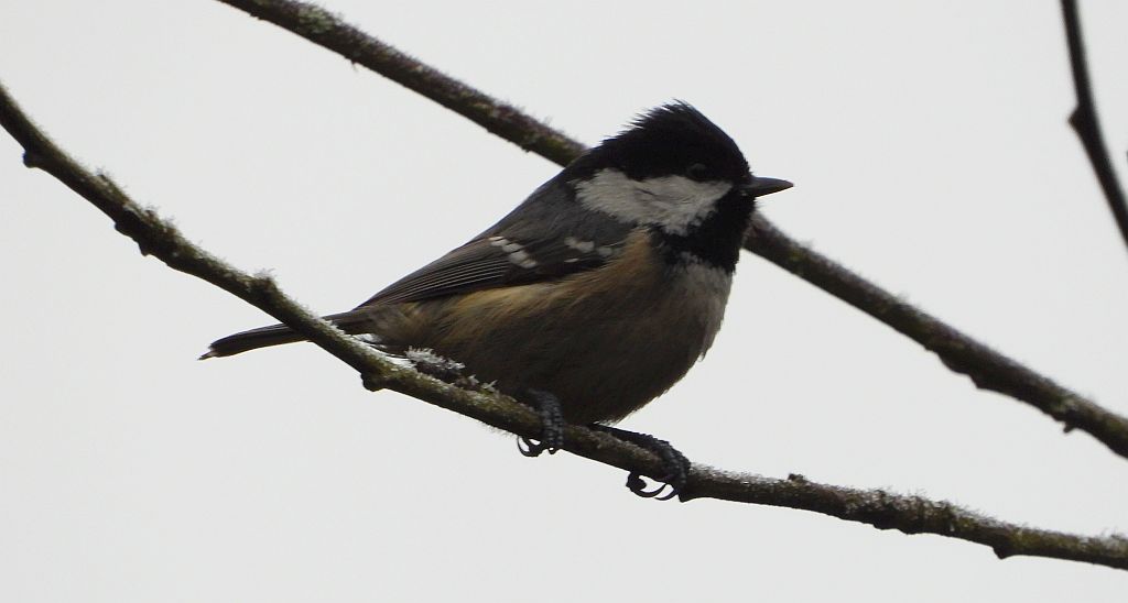 Sosnówka, sikora sosnówka (Periparus ater)