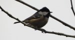 Sosnówka, sikora sosnówka (Periparus ater)