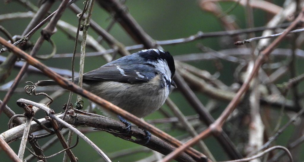 Sosnówka, sikora sosnówka (Periparus ater)