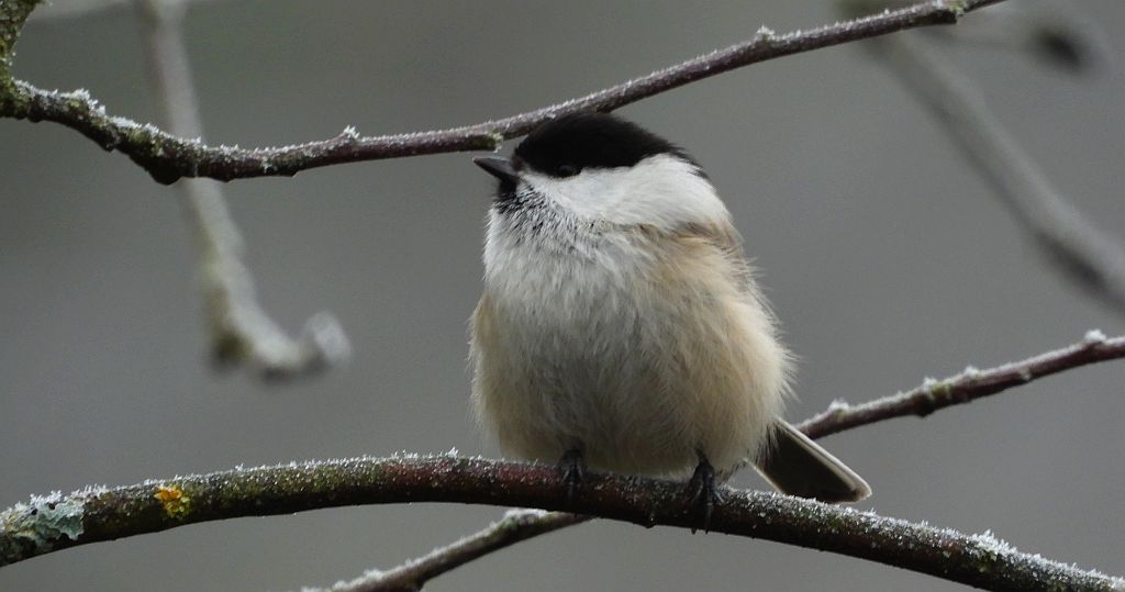 Sikora uboga, szarytka, błotniczka, sikora trzcinna (Poecile palustris)