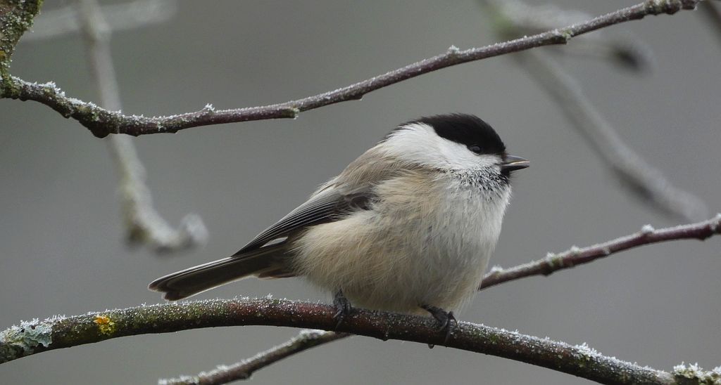 Sikora uboga, szarytka, błotniczka, sikora trzcinna (Poecile palustris)