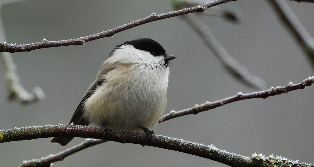 Sikora uboga, szarytka, błotniczka, sikora trzcinna (Poecile palustris)