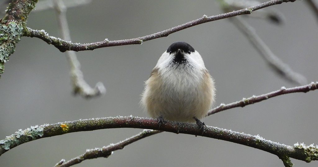 Sikora uboga, szarytka, błotniczka, sikora trzcinna (Poecile palustris)