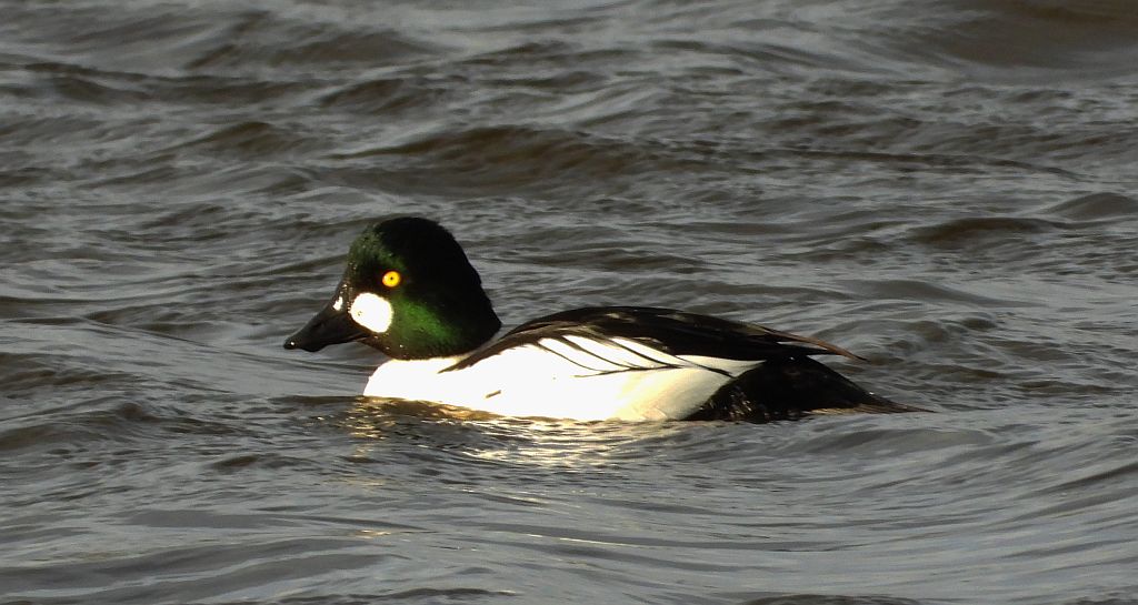 Gągoł (Bucephala clangula)