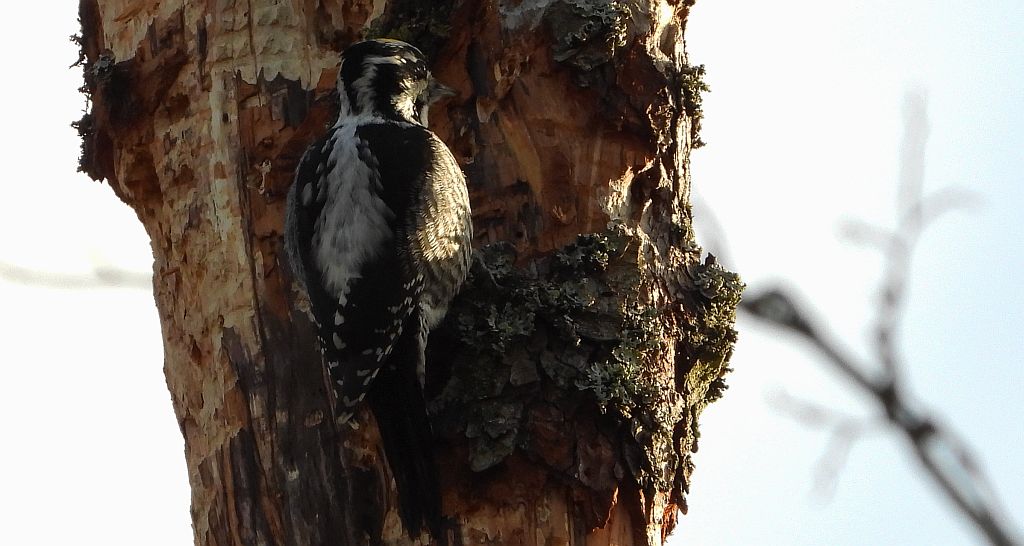 Dzięcioł trójpalczasty (Picoides tridactylus)