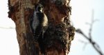 Dzięcioł trójpalczasty (Picoides tridactylus)