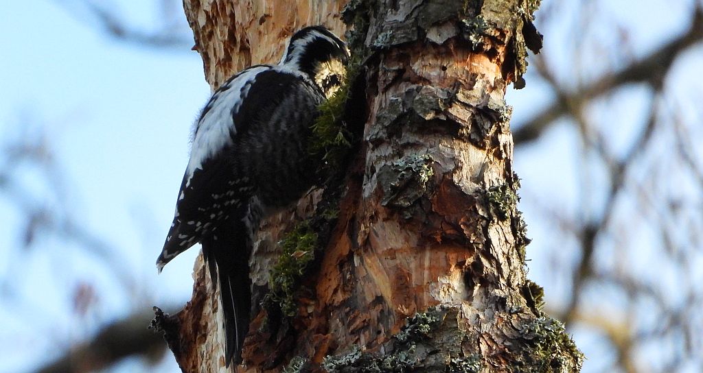 Dzięcioł trójpalczasty (Picoides tridactylus)