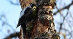 Dzięcioł trójpalczasty (Picoides tridactylus)