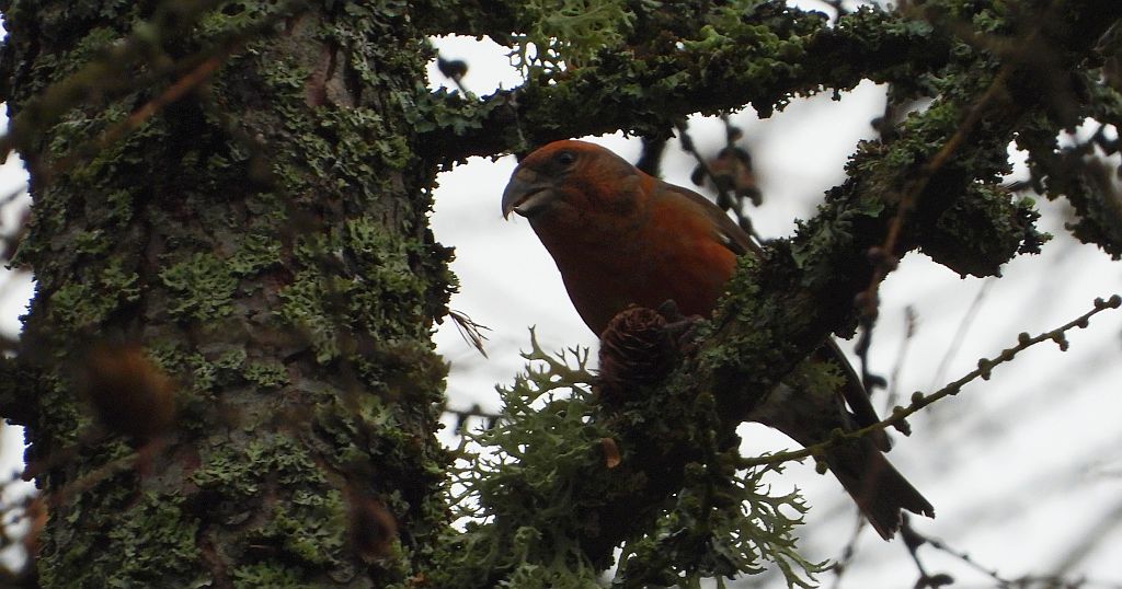 Krzyżodziób świerkowy (Loxia curvirostra)