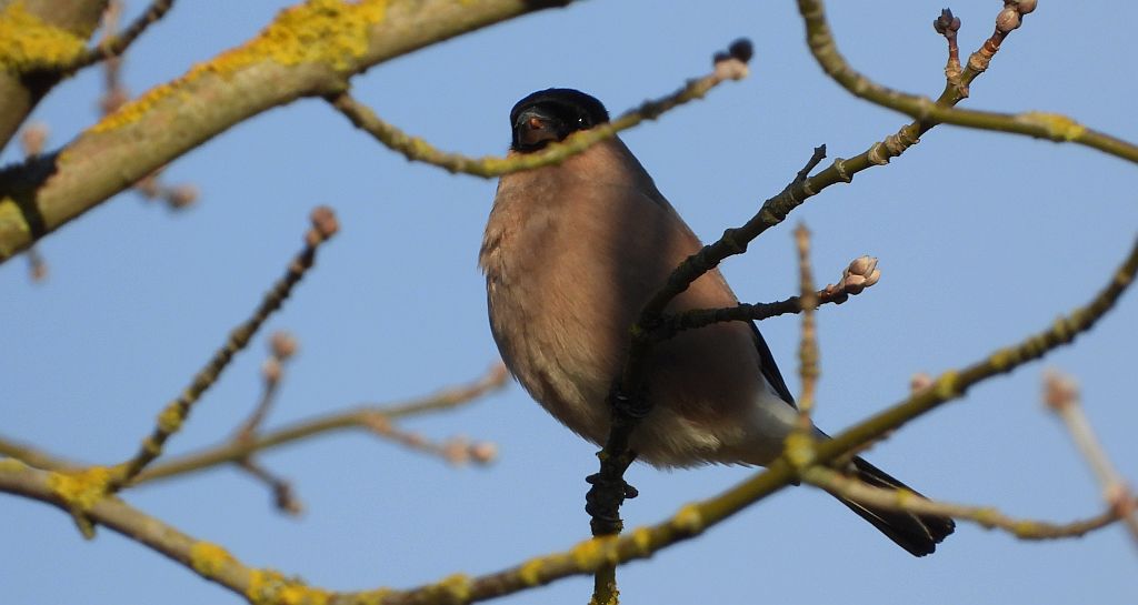 Gil zwyczajny, gil (Pyrrhula pyrrhula)