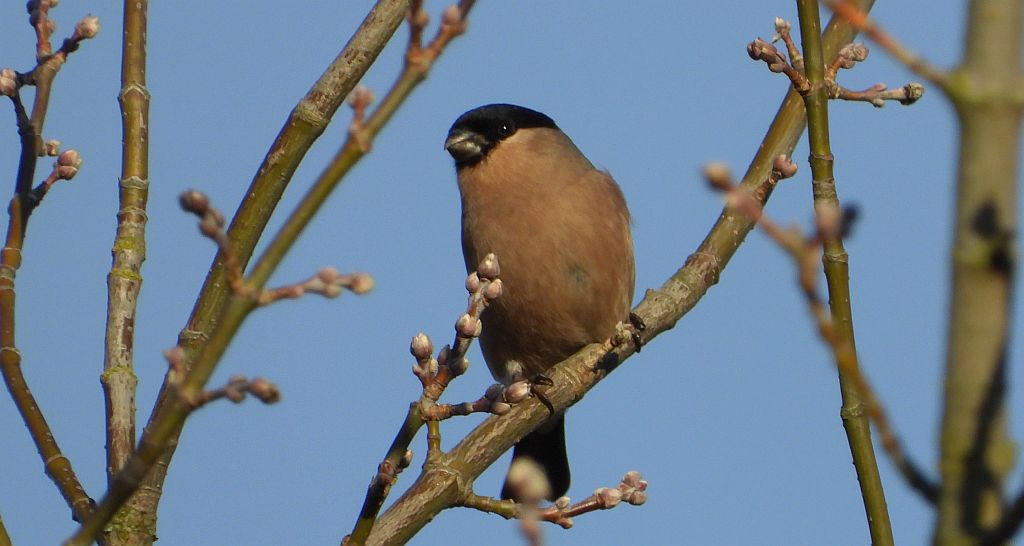 Gil zwyczajny, gil (Pyrrhula pyrrhula)