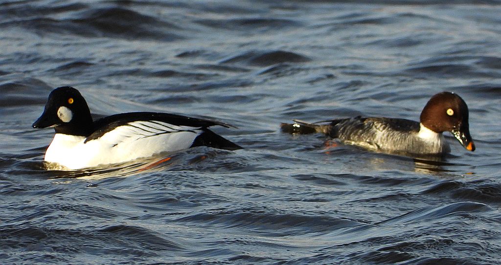 Gągoł (Bucephala clangula)