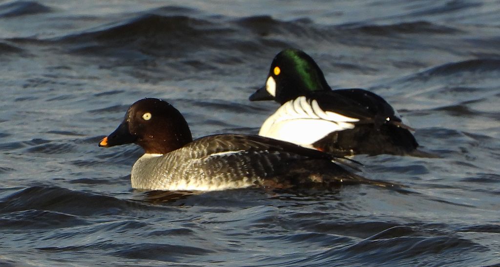 Gągoł (Bucephala clangula)
