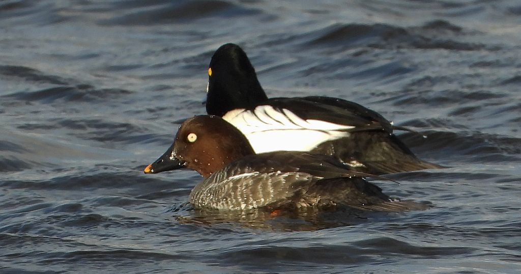 Gągoł (Bucephala clangula)