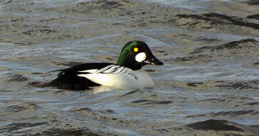 Gągoł (Bucephala clangula)