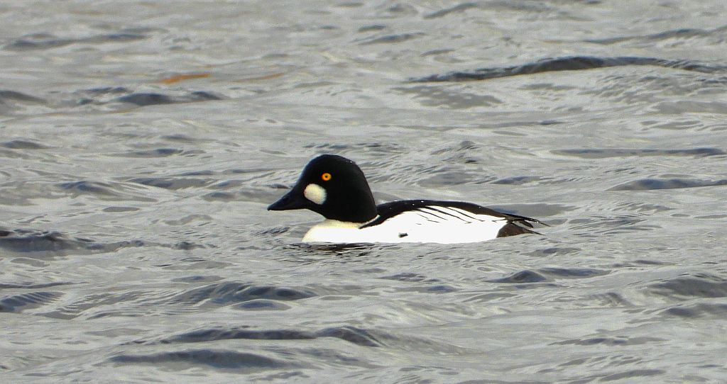 Gągoł (Bucephala clangula)