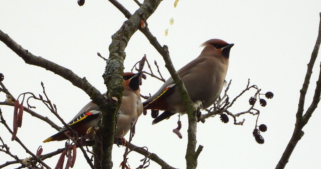Jemiołuszka zwyczajna, jemiołuszka, jemiołucha (Bombycilla garrulus)